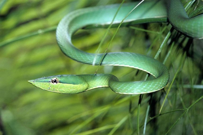 Oxybelis fulgidus, Green Vine Snake